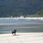 buffalo_small2